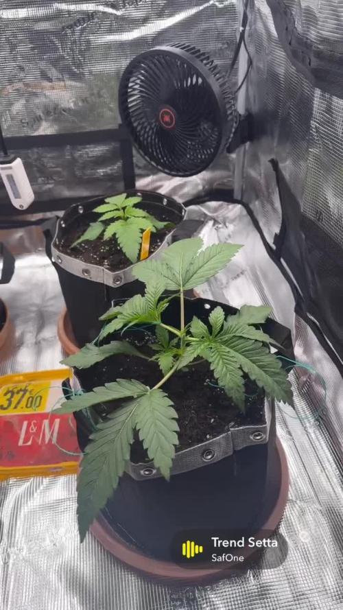 1. indoor Grow 4strains