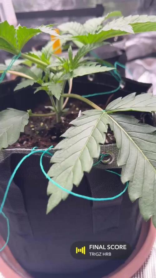 1. indoor Grow 4strains