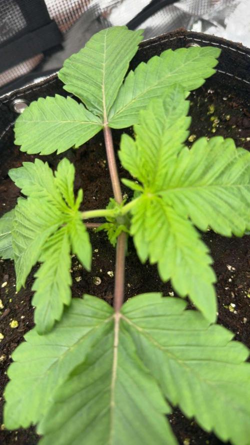 1. indoor Grow 4strains. Week 2 - 25.09 Cherry Poppers nun auch Getoppt.