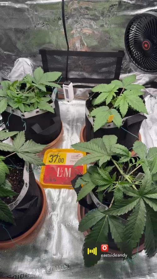 1. indoor Grow 4strains