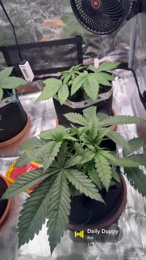 1. indoor Grow 4strains