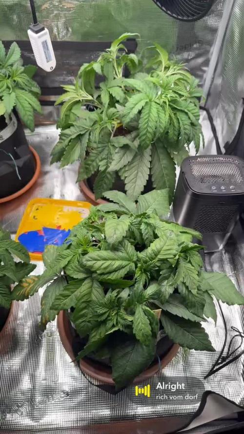 1. indoor Grow 4strains