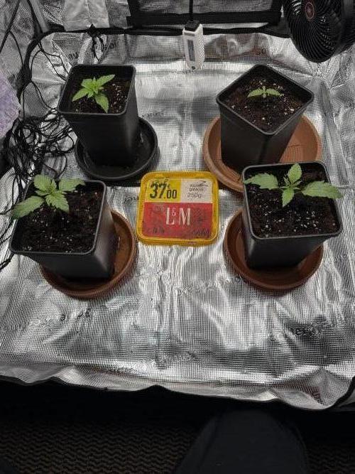 1. indoor Grow 4strains. Week 1