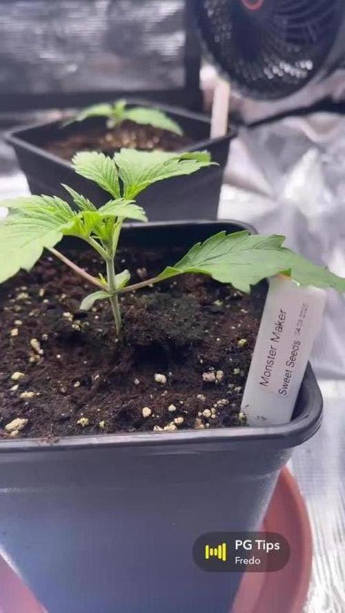 1. indoor Grow 4strains