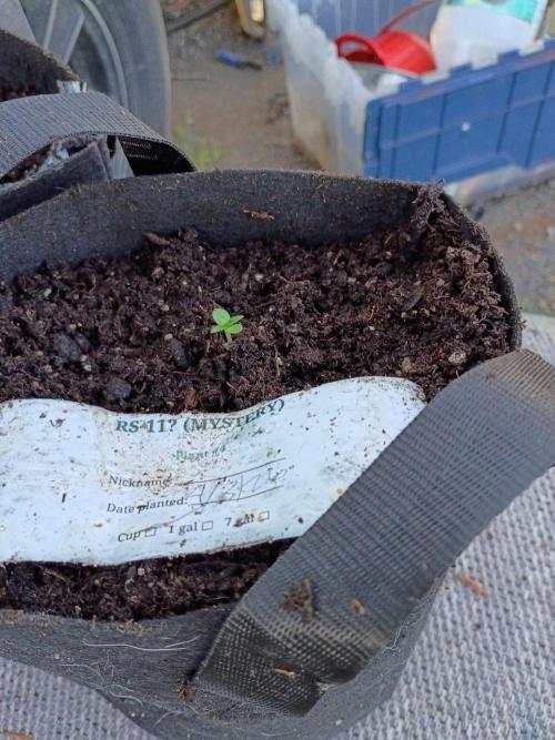 RS11 Outdoor WA 2026. Week 3 - 4/20