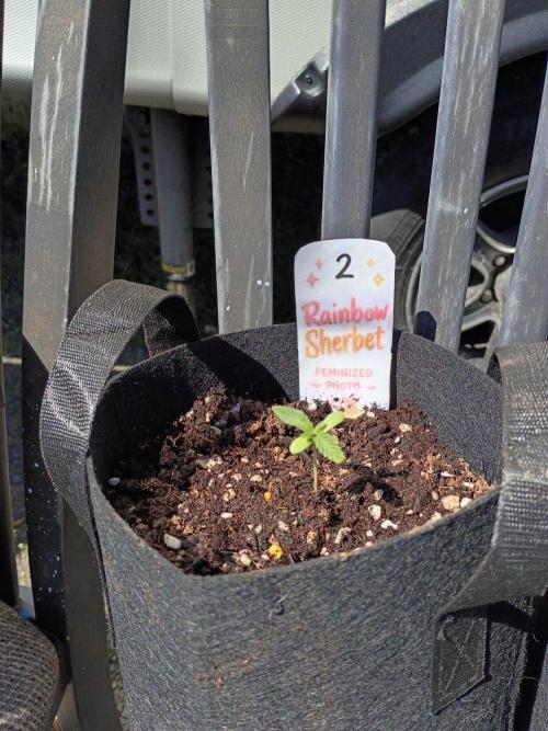 RS11 Outdoor WA 2026. Week 4