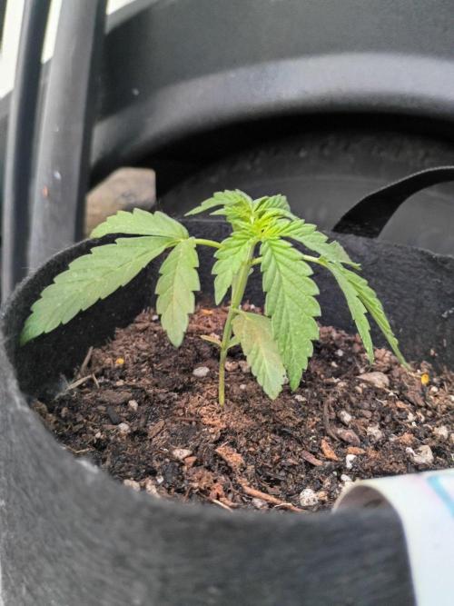 RS11 Outdoor WA 2026. Week 6 - 5/17