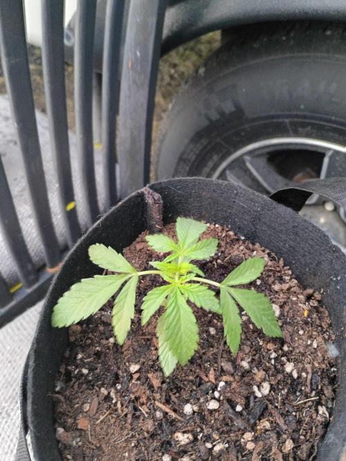 RS11 Outdoor WA 2026. Week 6 - 5/17