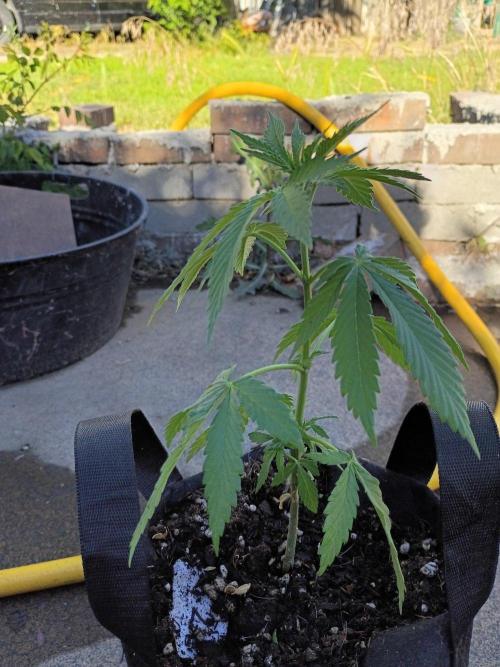 RS11 Outdoor WA 2026. Week 10
