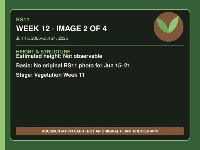 RS11 Outdoor WA 2026. Week 11