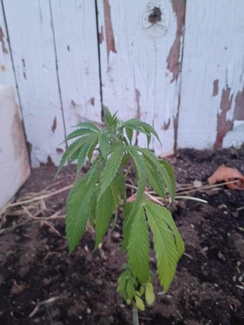 RS11 Outdoor WA 2026. Week 12