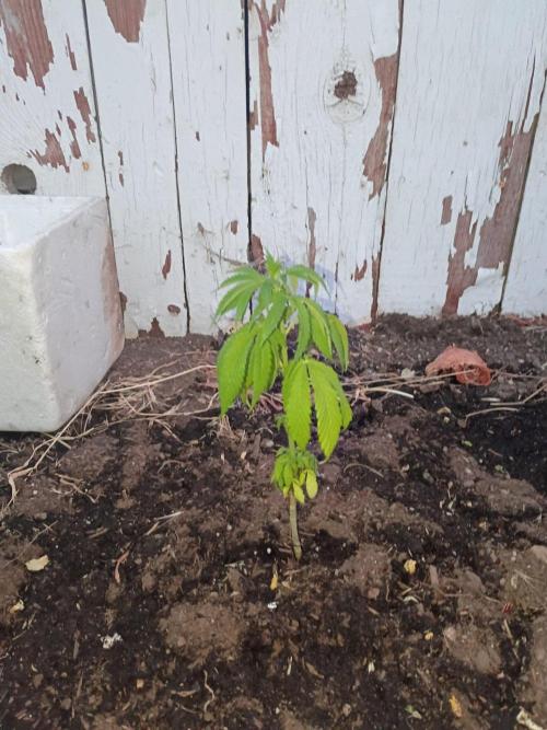 RS11 Outdoor WA 2026. Week 12