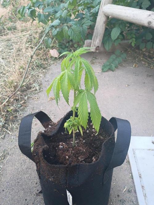 RS11 Outdoor WA 2026. Week 12