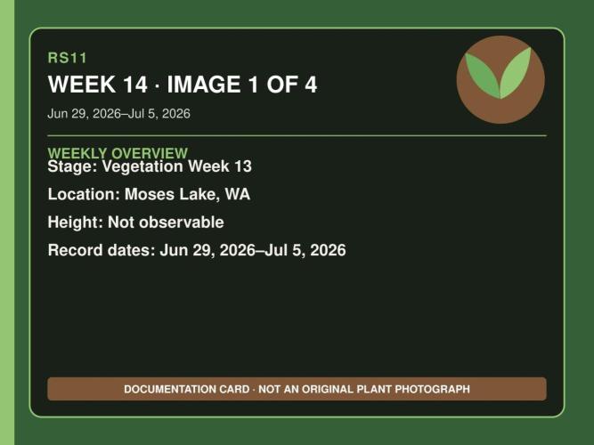RS11 Outdoor WA 2026. Week 13