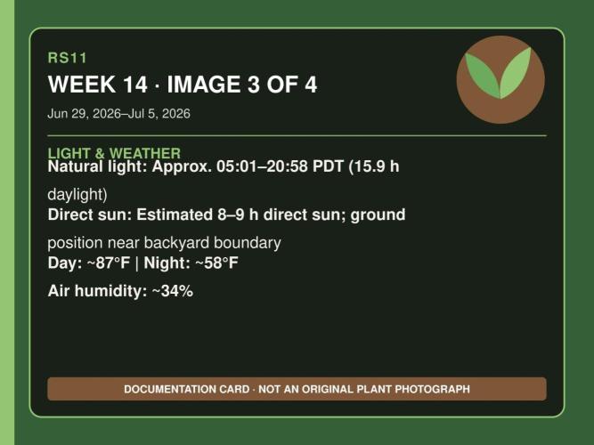 RS11 Outdoor WA 2026. Week 13