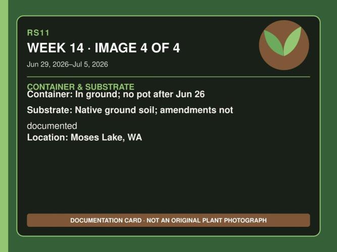 RS11 Outdoor WA 2026. Week 13