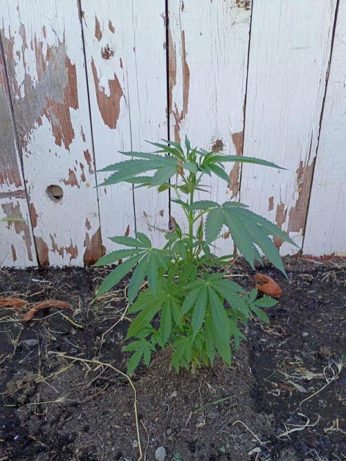 RS11 Outdoor WA 2026. Week 14