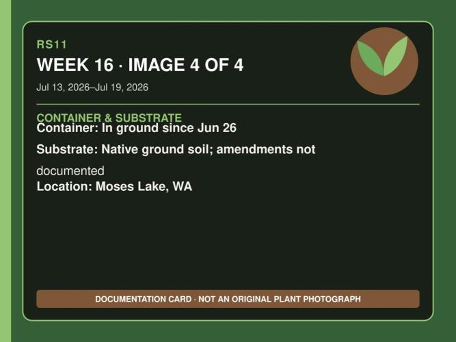 RS11 Outdoor WA 2026. Week 15