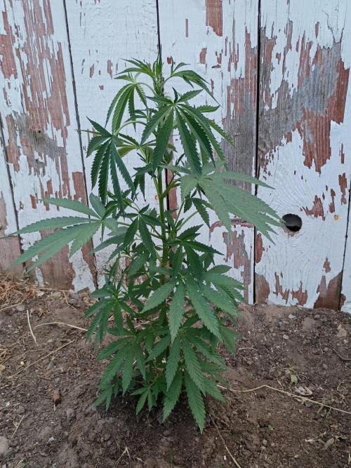 RS11 Outdoor WA 2026. Week 15