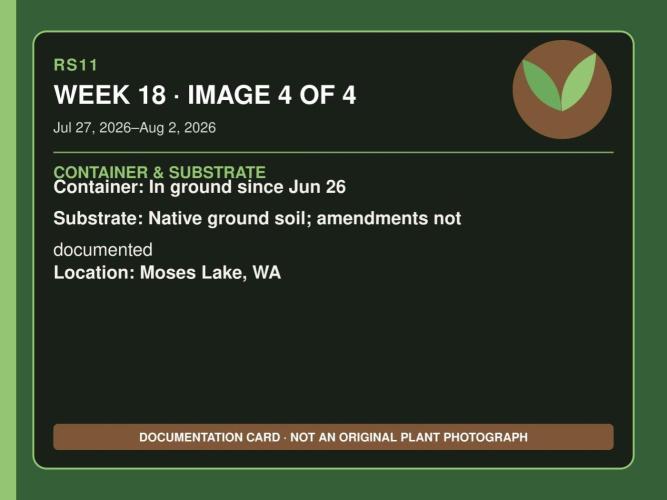 RS11 Outdoor WA 2026. Week 17