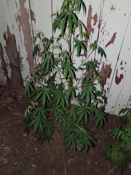 RS11 Outdoor WA 2026. Week 18