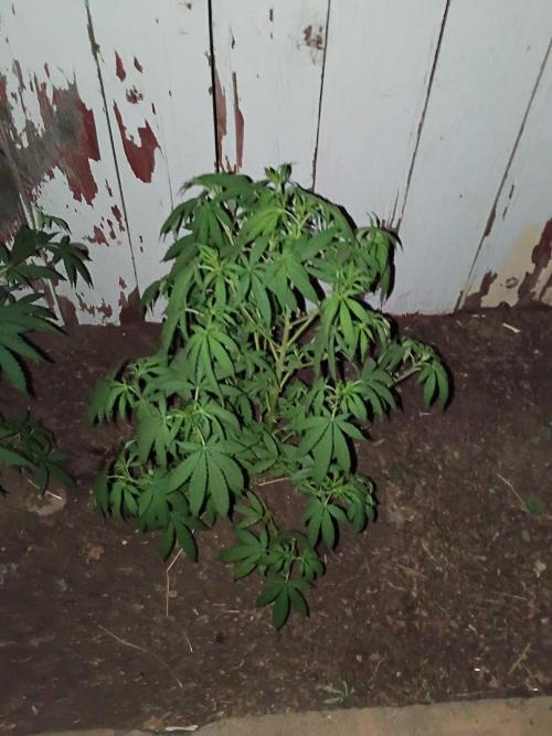 RS11 Outdoor WA 2026. Week 18