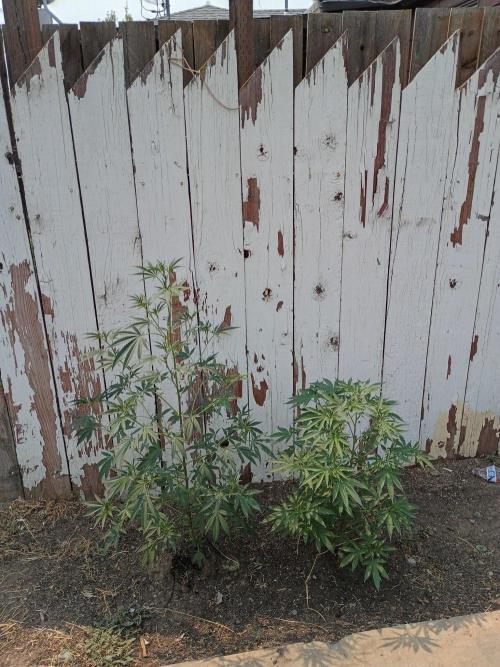 RS11 Outdoor WA 2026. Week 18