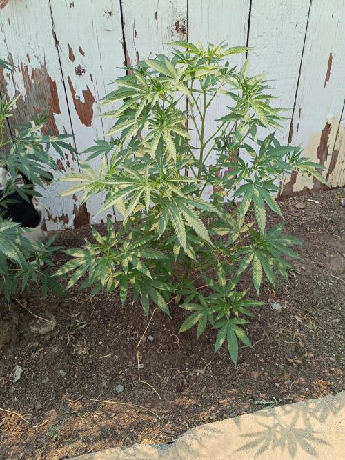 RS11 Outdoor WA 2026. Week 18