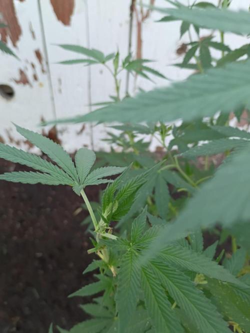 RS11 Outdoor WA 2026. Week 19
