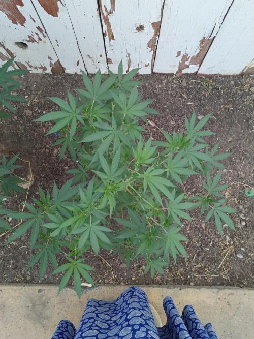 RS11 Outdoor WA 2026. Week 19