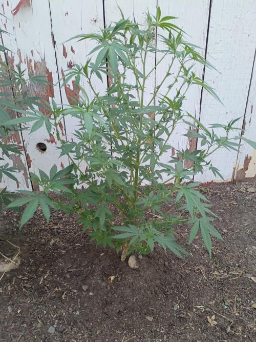 RS11 Outdoor WA 2026. Week 19
