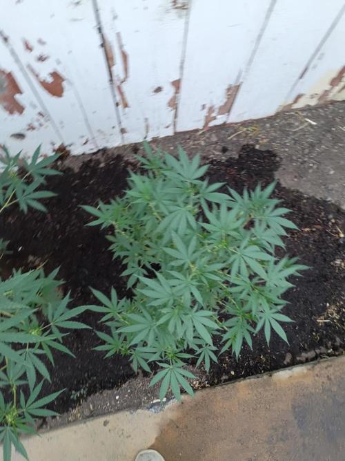 RS11 Outdoor WA 2026. Week 19