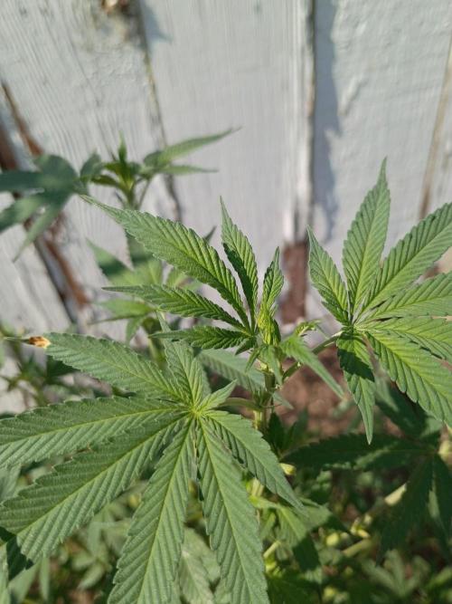 RS11 Outdoor WA 2026. Week 20
