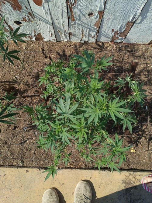 RS11 Outdoor WA 2026. Week 20