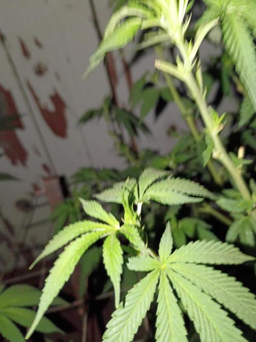 RS11 Outdoor WA 2026. Week 20