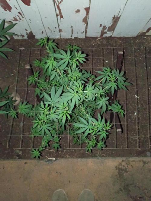 RS11 Outdoor WA 2026. Week 20