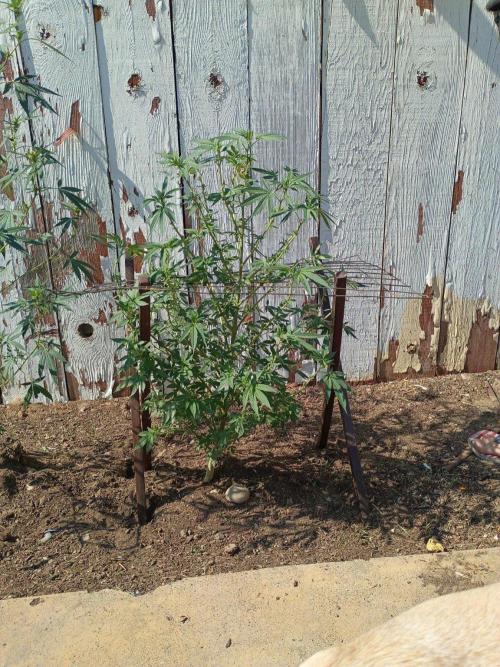 RS11 Outdoor WA 2026. Week 20