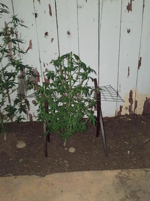 RS11 Outdoor WA 2026. Week 20