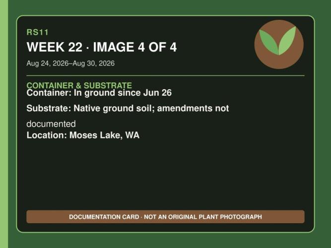 RS11 Outdoor WA 2026. Week 21