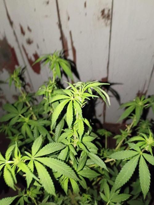 RS11 Outdoor WA 2026. Week 22