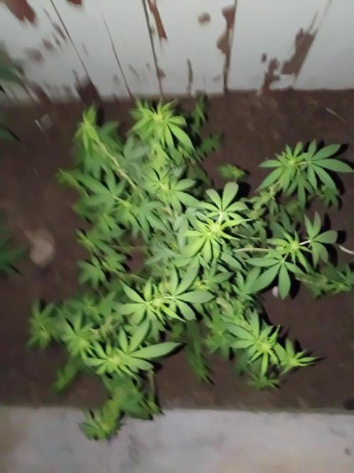 RS11 Outdoor WA 2026. Week 22