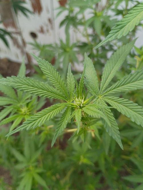 RS11 Outdoor WA 2026. Week 22