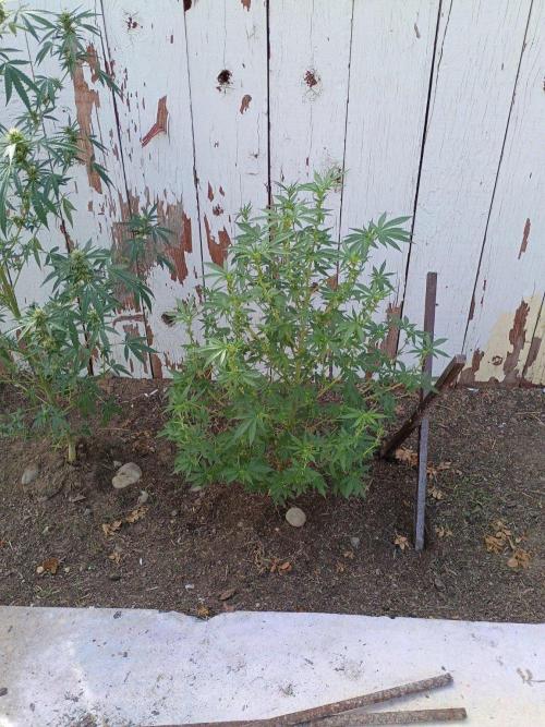 RS11 Outdoor WA 2026. Week 22