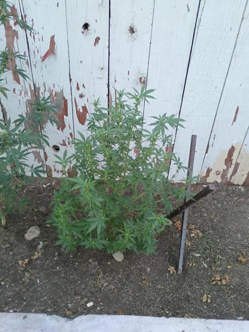 RS11 Outdoor WA 2026. Week 22