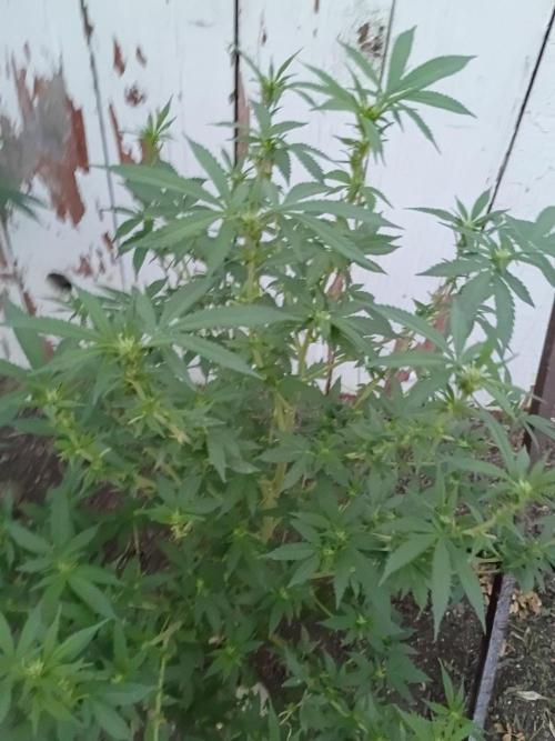RS11 Outdoor WA 2026. Week 22