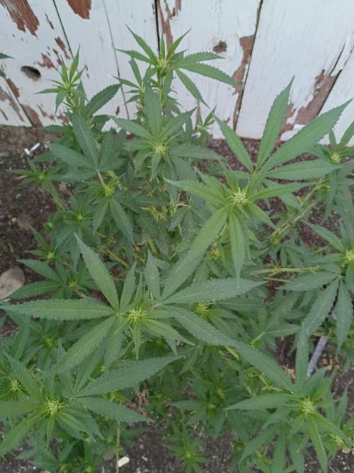 RS11 Outdoor WA 2026. Week 22