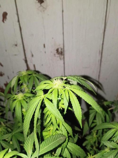 RS11 Outdoor WA 2026. Week 23