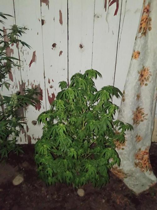 RS11 Outdoor WA 2026. Week 23
