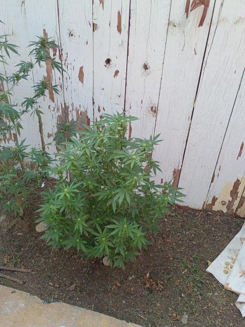 RS11 Outdoor WA 2026. Week 23