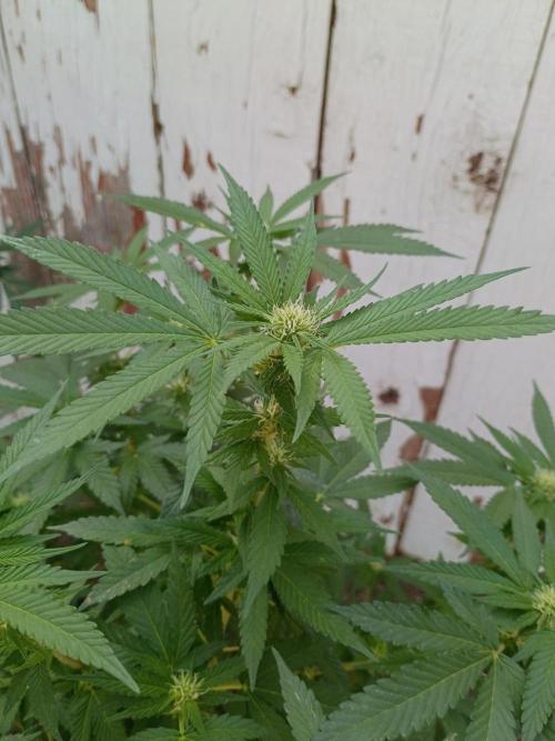 RS11 Outdoor WA 2026. Week 23